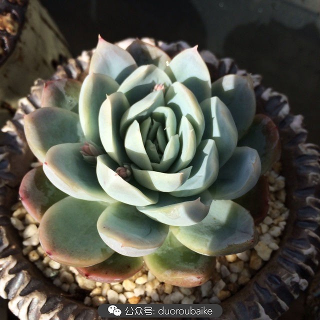 院子阳光房多肉,阳光房庭院多肉