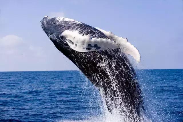 不好意思，中国人想要的春节已经在美国上线