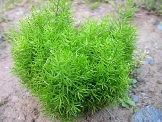 每天一味中药天冬,每天认识一味中药天冬