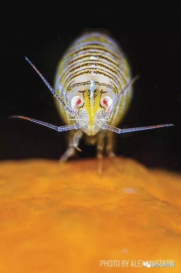 变性、伪装、雌雄同体--谁是微距世界的奇葩?