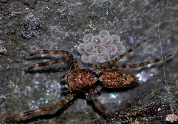 蛾子卵吃了对人有危害吗,蛾子身上的粉是什么毒