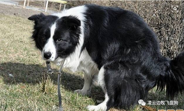 边牧狗狗肠胃不好怎么调理,边牧狗狗软便怎么办最有效的方法