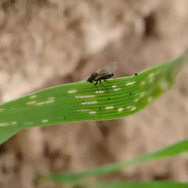 杀虫剂是可以解决虫害的第一选择,杀虫剂有哪些防治方法和使用方法