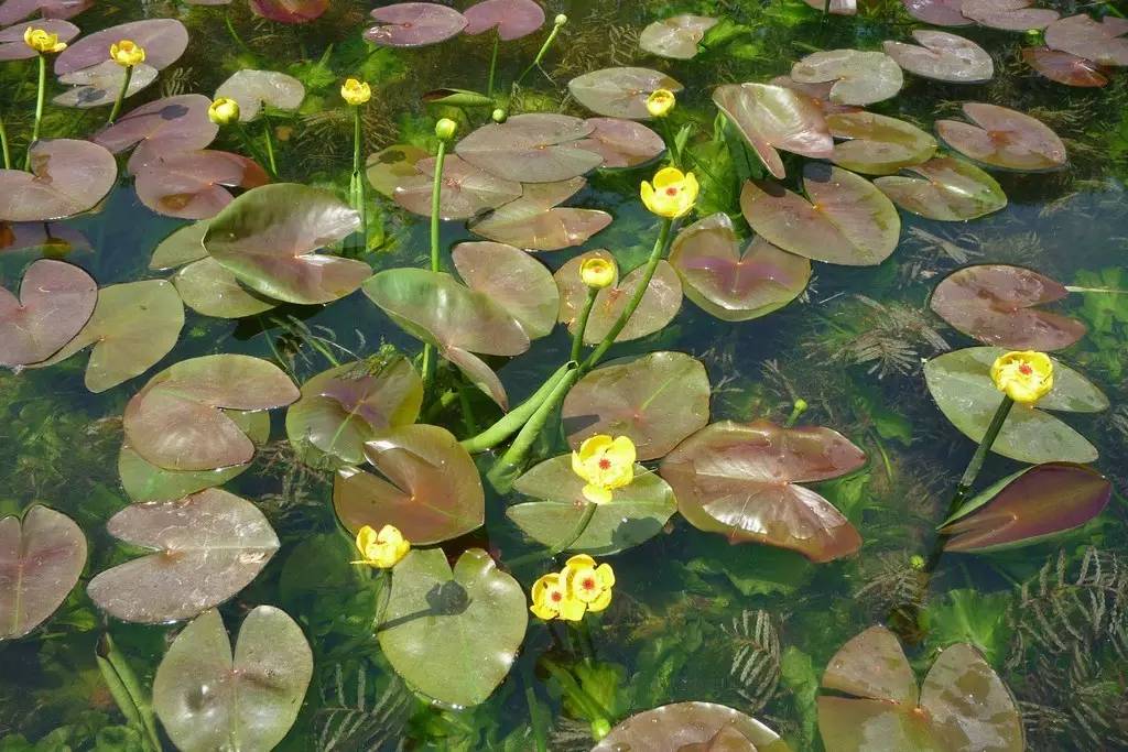 景观植物清单大全图解,河道景观种植植物