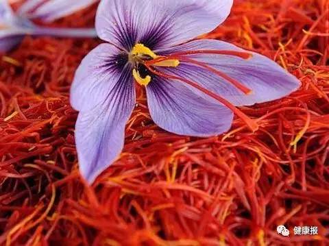 红花和藏红花有什么区别图解,红花藏红花异同点