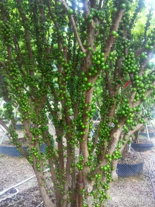 这个时候莆田哪里可以赏花,莆田春天哪里赏花