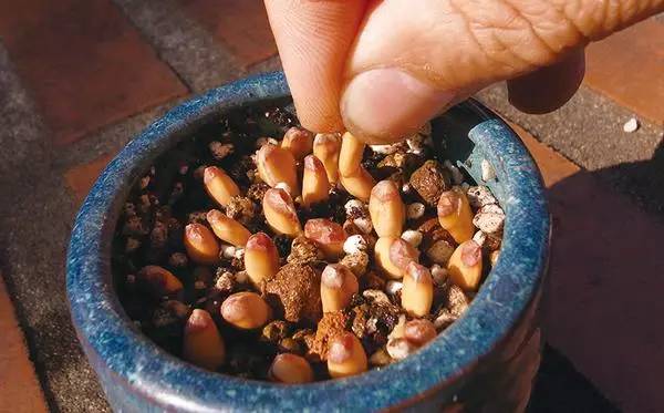 柚子的种子怎么发芽做盆栽,柚子种子小盆栽