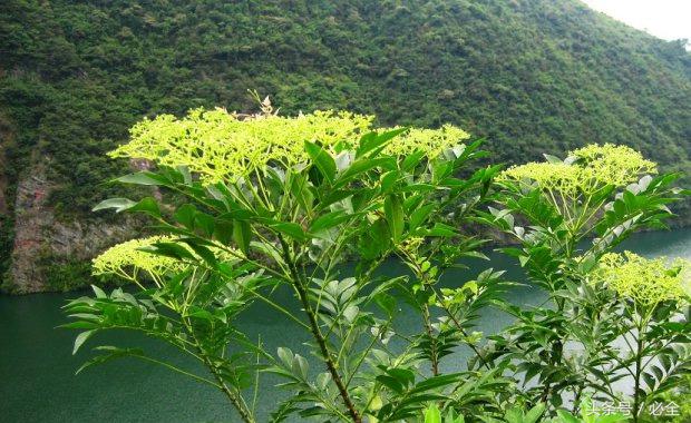 在家里的阳台种植什么草药好 (阳台可以种什么中草药又好看)