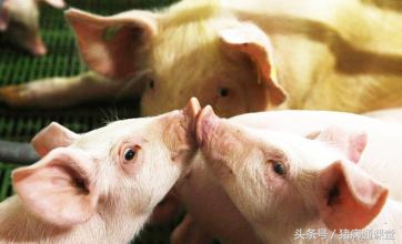 猪玫瑰糠疹打什么针,猪玫瑰糠疹的症状与治疗