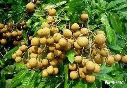 福建汀州土特产,福建零食特产有哪些