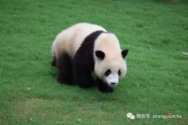 生物分类方法和技巧,最全生物分类