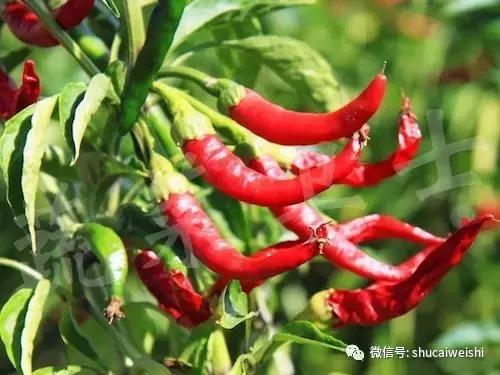 辣椒物语—让我们说说辣椒的味道!