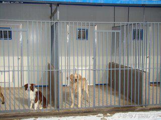 从网上买狗狗需要注意什么,如何在网上买狗狗不会上当