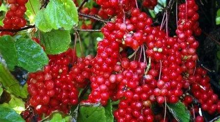 神奇的奇字,网络一些奇形怪状的字