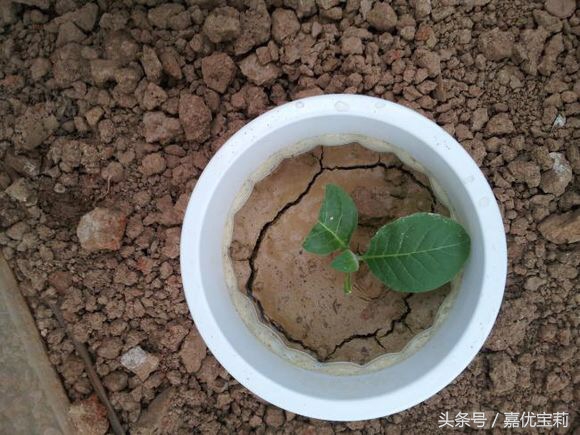 花盆土太硬怎么办,花盆小了土太硬怎么移植