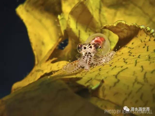 变性、伪装、雌雄同体--谁是微距世界的奇葩?