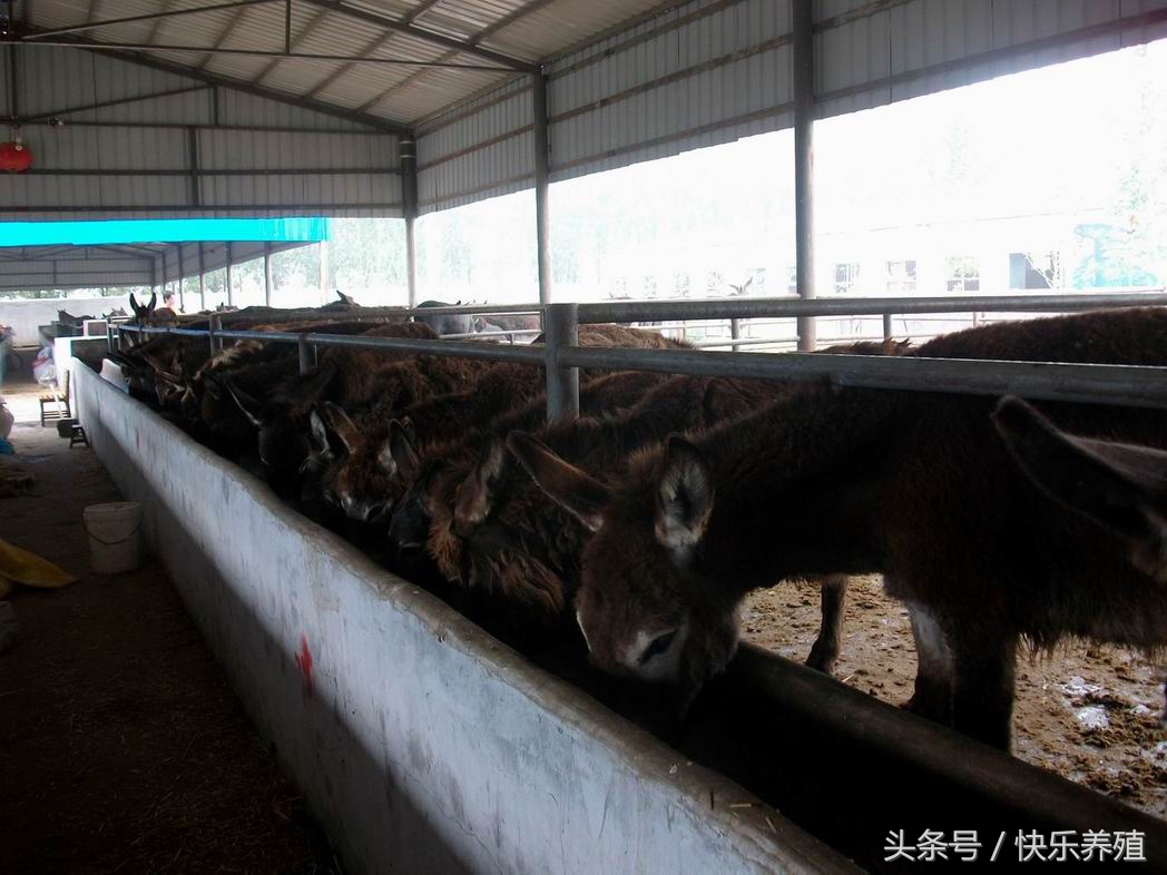 建养100头牛的场地需要多少钱,建养殖100头牛圈多少钱