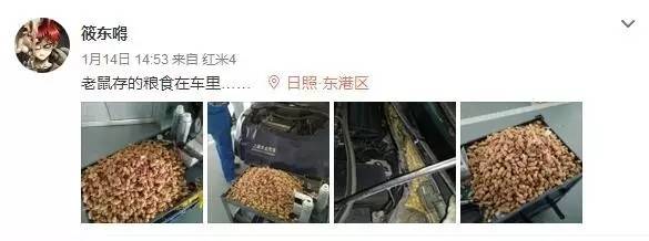 今天这只偷花生的老鼠火了，网友这次都站老鼠