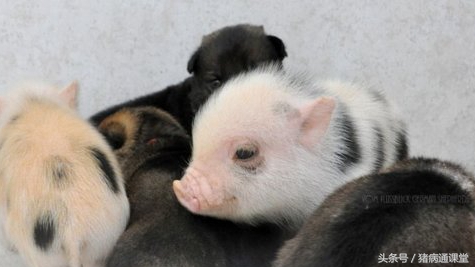 猪玫瑰糠疹打什么针,猪玫瑰糠疹的症状与治疗