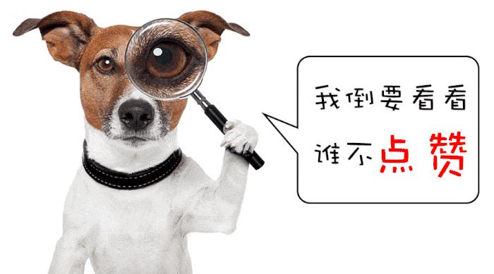 宠物托运流程宠物出行必备知识,带狗子回家过年宠物托运