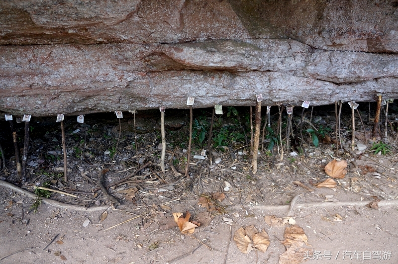 武夷山2日游线路,武夷山两日游团价格表