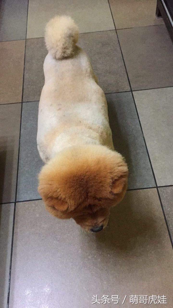 澶忓ぉ鏉ヤ簡鐚ゴ,澶忓ぉ鏉ヤ簡瑕佺粰鐚壀姣涘悧