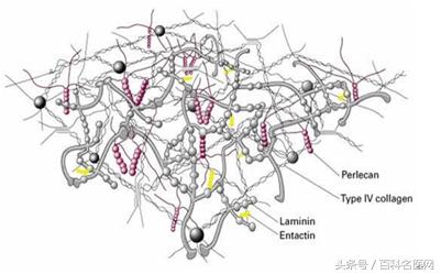 爱美的你不要熬夜早睡早起,爱美的你不要动不动就留泪
