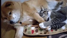 一只老鼠头被卡在洞里面了,一只老鼠从管道里钻了出来