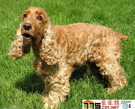 纯黑狗狗品种大全,狗狗品种大全智商排名