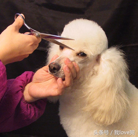 狗狗做美容时很听话的原因是这个？