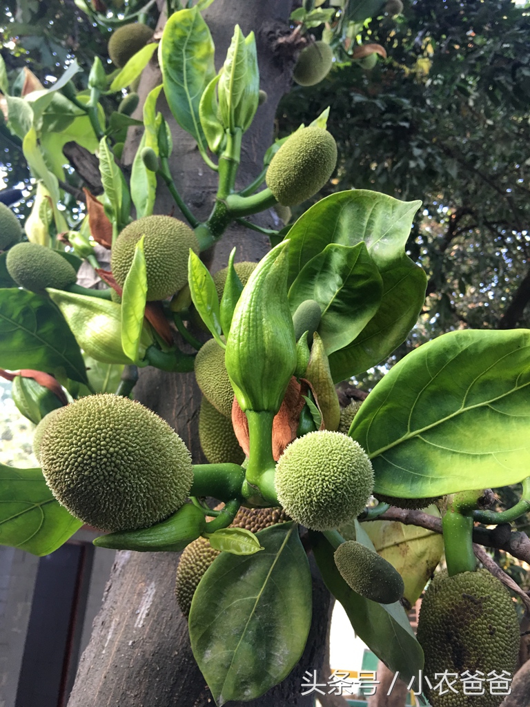 适合深圳种植的植物,深圳适合种植的植物