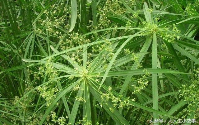 十二生肖男专属幸运花卉,12生肖最佳姻缘表