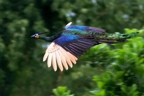 云南十大漂亮的鸡,云南第一生态鸡