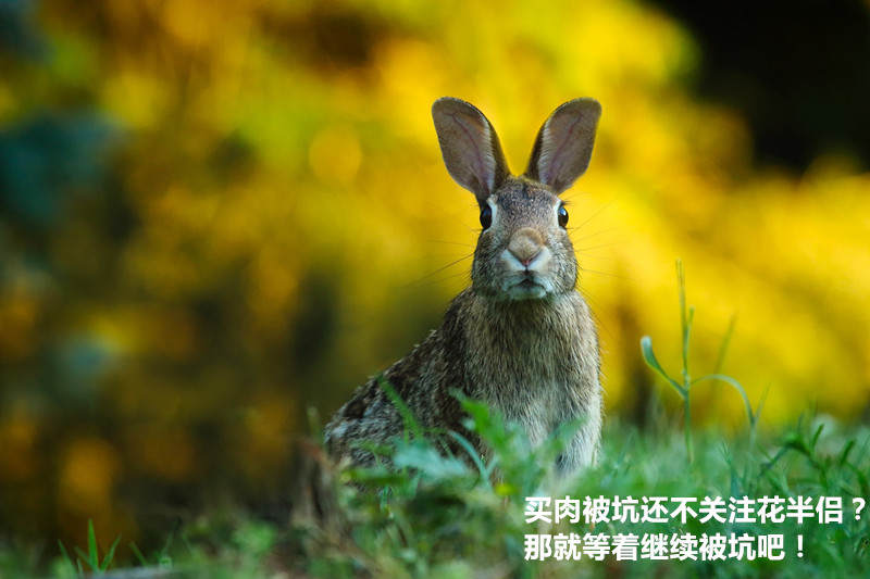 多肉新手必踩十大坑,多肉入坑的一百个理由