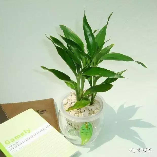 富贵竹叶子发黄有什么征兆,富贵竹叶子发黄发干怎么治