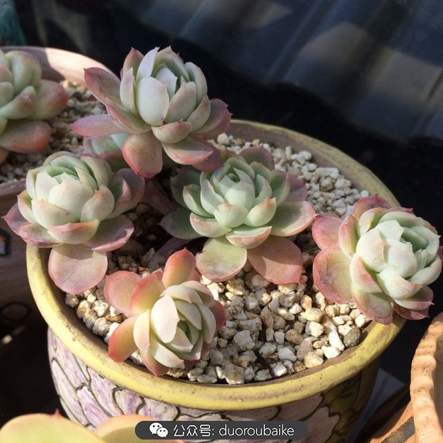 江浙沪多肉过冬,江浙沪一年四季露养的多肉