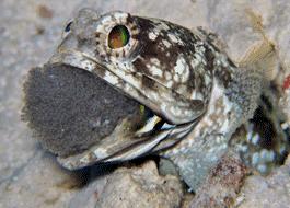 变性、伪装、雌雄同体--谁是微距世界的奇葩?