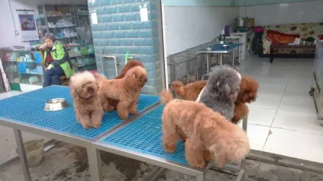 成都年货必备清单一览表,成都年货采购攻略