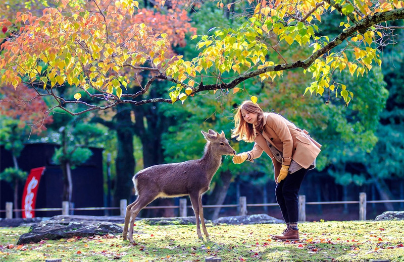日本夏天最值得去的城,日本十大必去旅游城市有哪些
