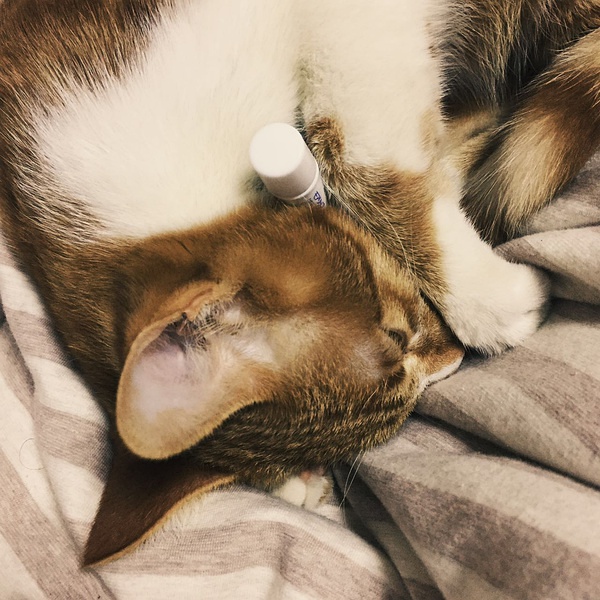 璞嗙摚鏃ヨ澶у叏,璞嗙摚鏃ヨ妞嶇墿