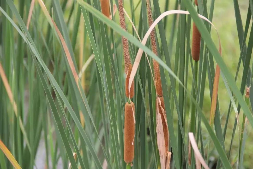 景观植物清单大全图解,河道景观种植植物