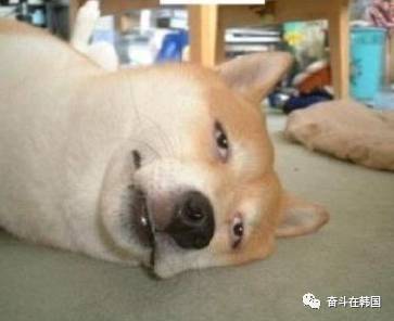 韩国免税店卖假茅台事件,韩国免税店的欧美产品是真的吗