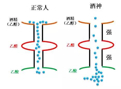 喝酒脸红和喝酒不脸红到底谁能喝,喝酒脸红的人到底能喝红酒吗