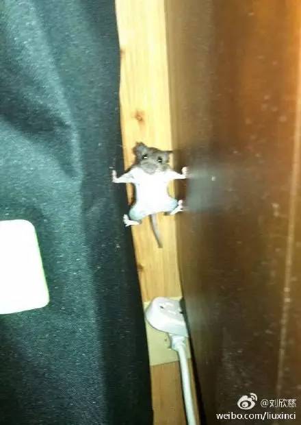 太搞笑了图片带字,非常搞笑的相册