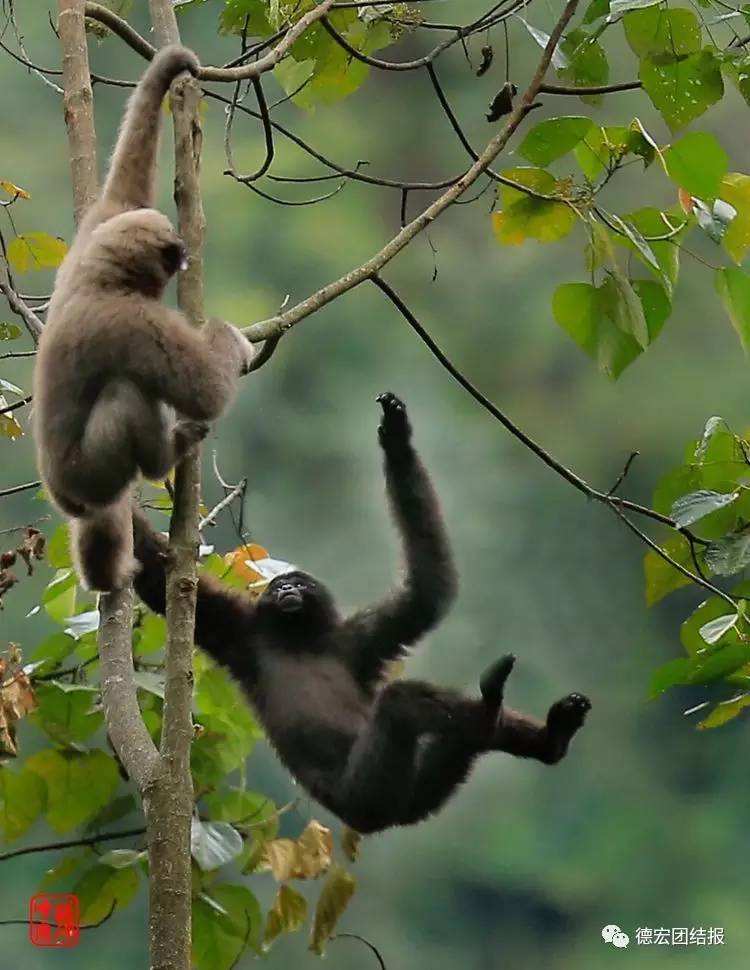看完这些才知道，日本竟然没有德宏好