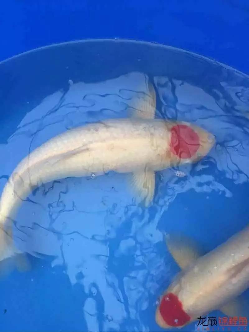 地缸里面漂浮的粉末怎么解决,粘的地缸怎么干得快