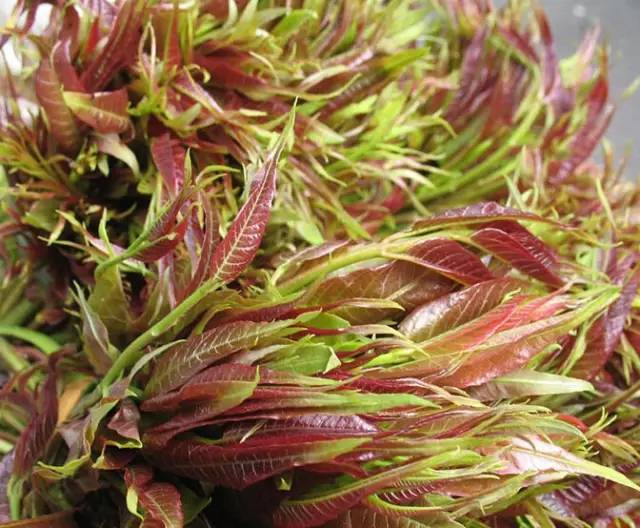 春天的野菜是大自然的馈赠,春天的野菜都是宝