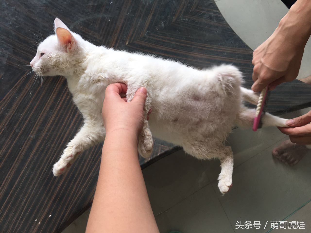 猫咪洗完澡不吹毛怎么办,猫咪洗完澡不喜欢吹风机怎么办