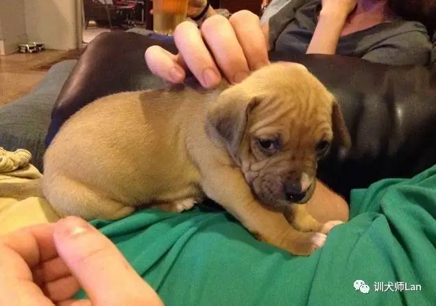 马犬幼犬挑选性格,如何挑选性格好易训练的小狗