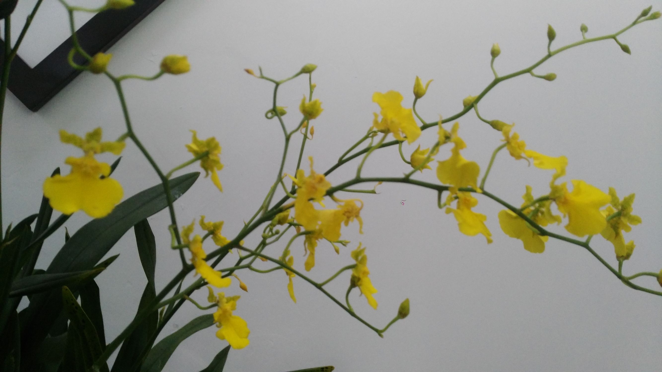 二十四番花信风视频诵读,小说二十四番花信风惊蛰